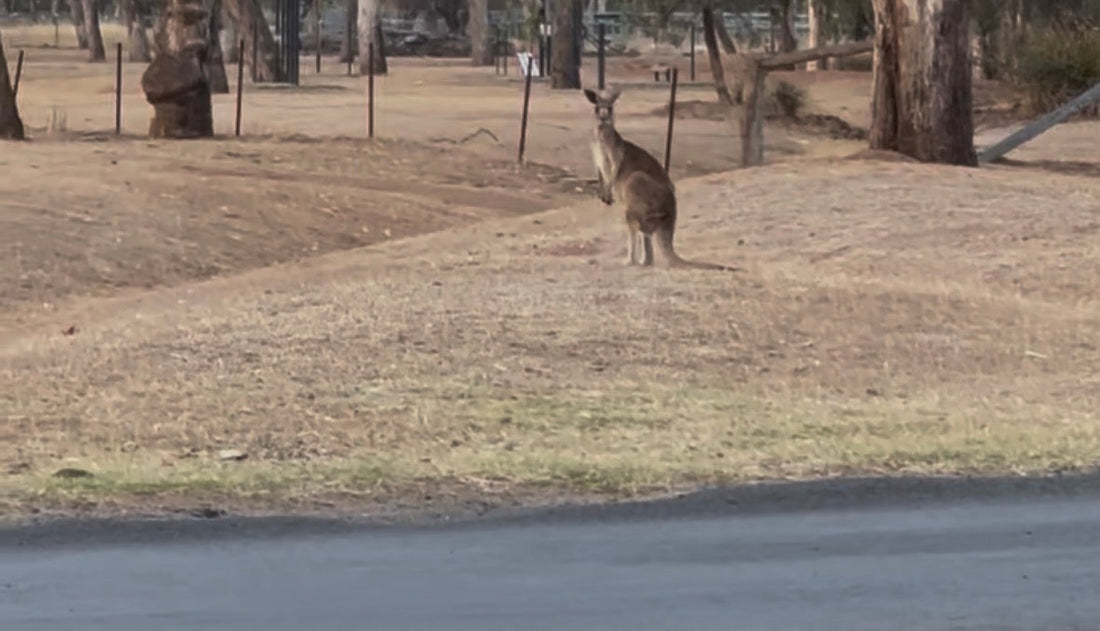 The One Thing We Couldn't Stop Thinking About Between Mackay and Longreach